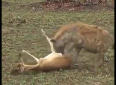 Oscar ödülü verilmesi gereken geyik (veya ceylan emin değilim)