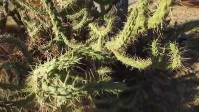 Jumping in cacti like a fucking idiot