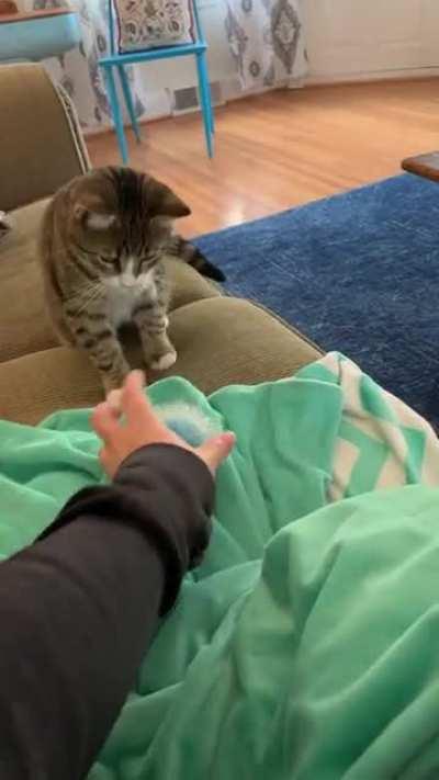 Does anyone else’s cat play fetch?