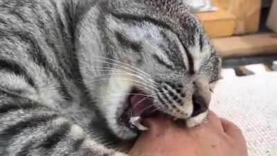 Stopped working. mid-ferociousness.