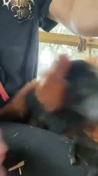 Ловко делает буп