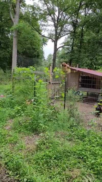 H.B. tryna hop the fence to the garden