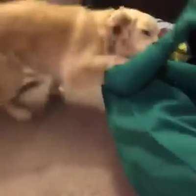 Hooman dresses up as dog's favorite toy