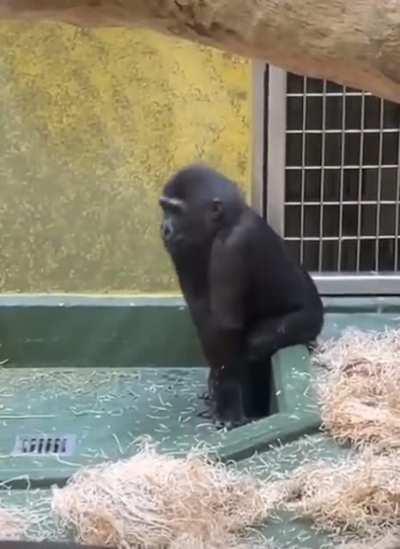 Me trying to fix my back pain