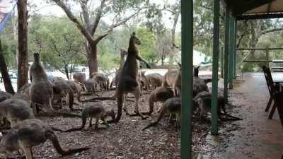Brawl outside a pub in Perth, Australia (credit: r/Perth).