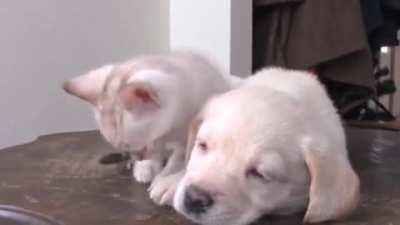 Best friends from the start of their life!