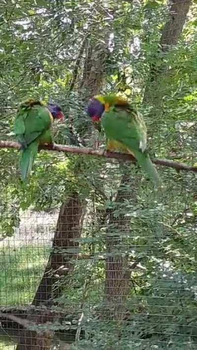 The Bouncing Branch Lorikeet Dance Party continues....
