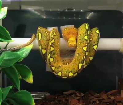 Snake curling up for a rest.