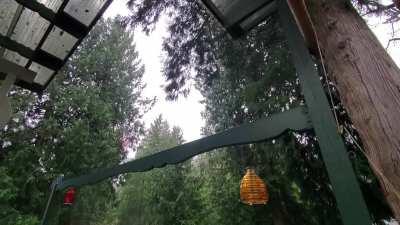 Trees and rain from a comfy deck.