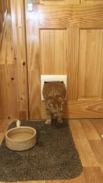 My friends mum got a new cat flap...
