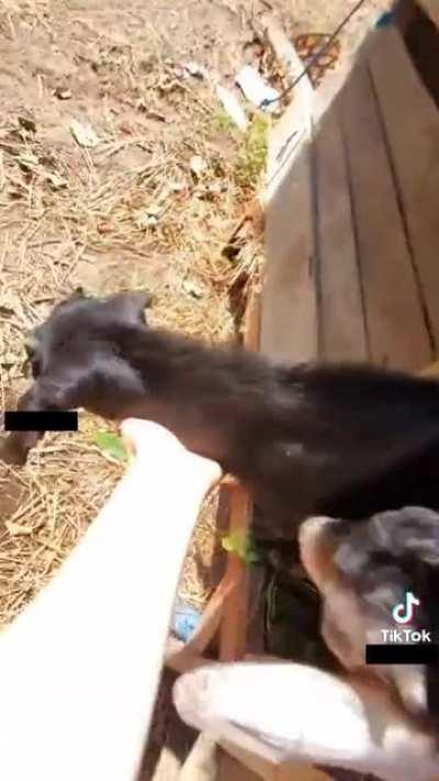 this vegan trespassed on someone else’s property to let the animals escape. now they’re gonna die in the wild.