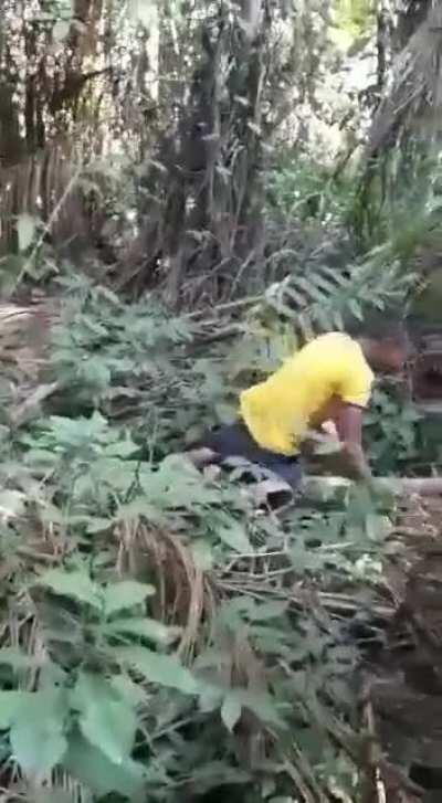 Blue macaw with yellow chest. Leaving the nest and learning to fly for the first time.