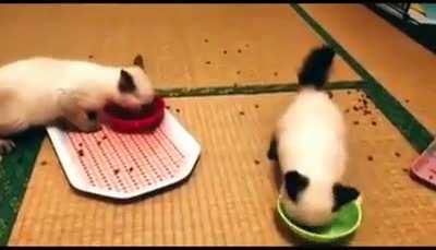 To feed your kittens