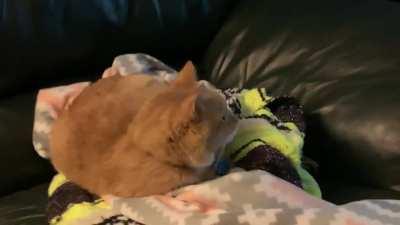 We found a cat music video on YT earlier and I think Fry loves it