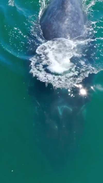 Humpback Whale Off the Coast of San Diego