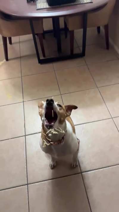 Dogs Catching Treats - In SLO-MO