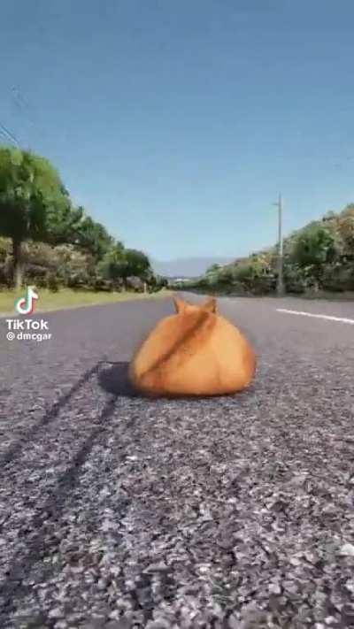 Gato motorizado.....