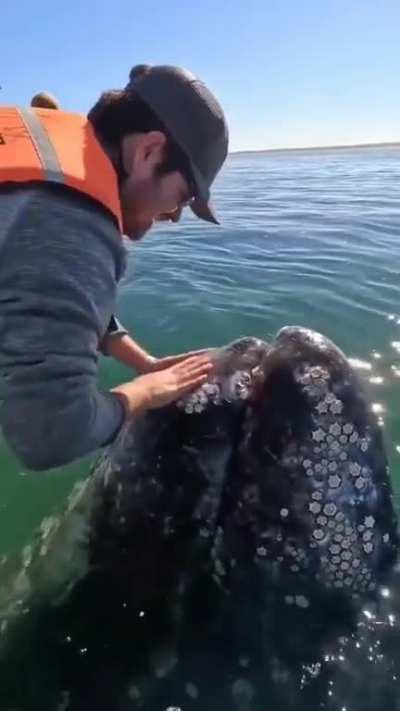 Whale making sounds of joy