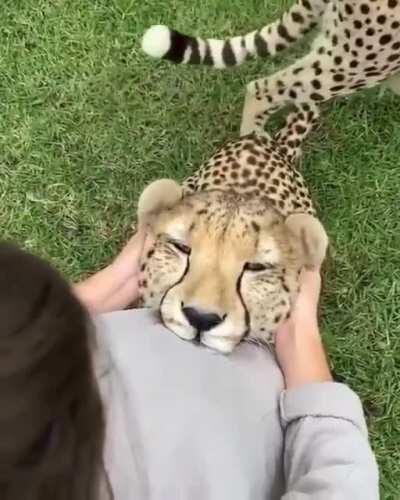 Now i want a 🐆