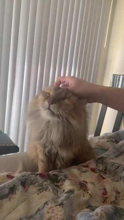 My HIV positive cyclops boy loves his scritches!