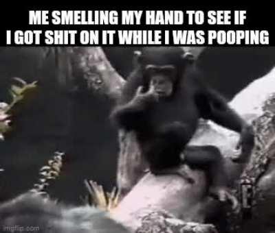 Monkey made a mistake