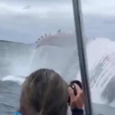 This really puts a humpback whales true size into perspective