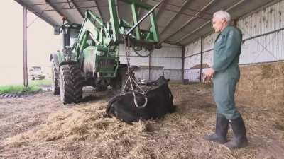 Hip clamp: A tool to help a cow stand up