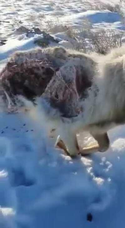 Frozen in place and half eaten