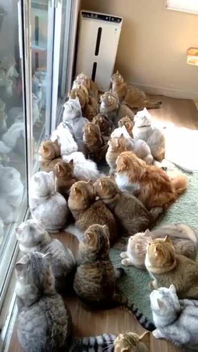 Very important pigeon