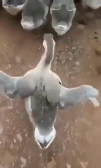 Гусь, можно выебнусь