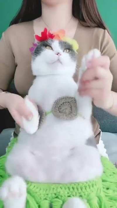 Wow so cute！！！ cat belly dance