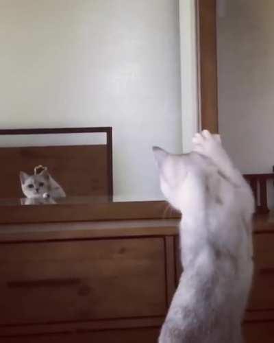 Cat discovers her own ears and passes mirror test
