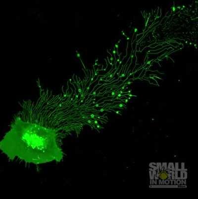 As migrating cells move, they leave long tubular strands, called retraction fibers, behind them. These fibers are studded with vesicles containing factors that promote cells to “follow the trail”. The process is called migracytosis and has implications in