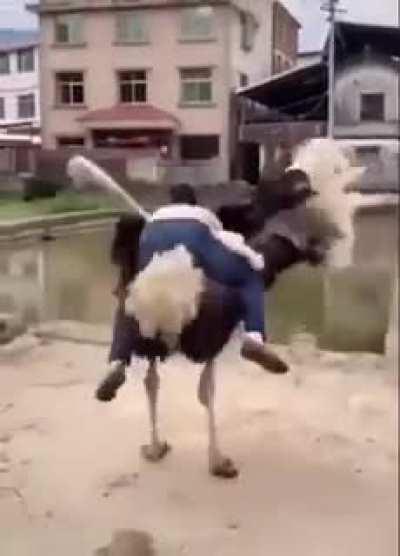 Покатай меня, большая черепаха.