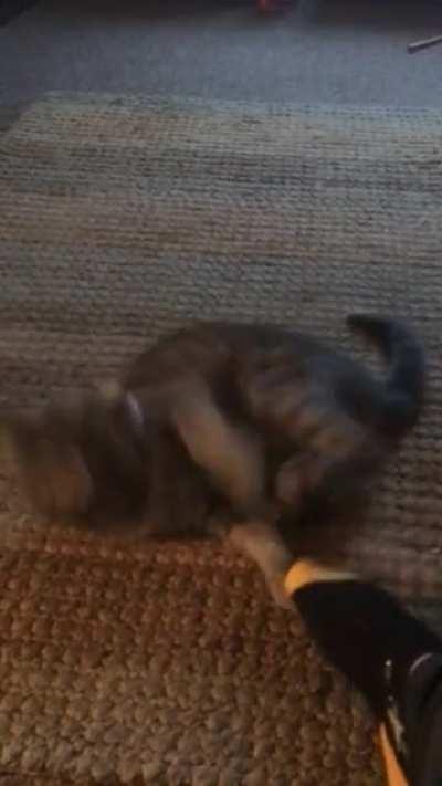 I think my cat malfunctioned...