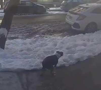 These types of dog owners