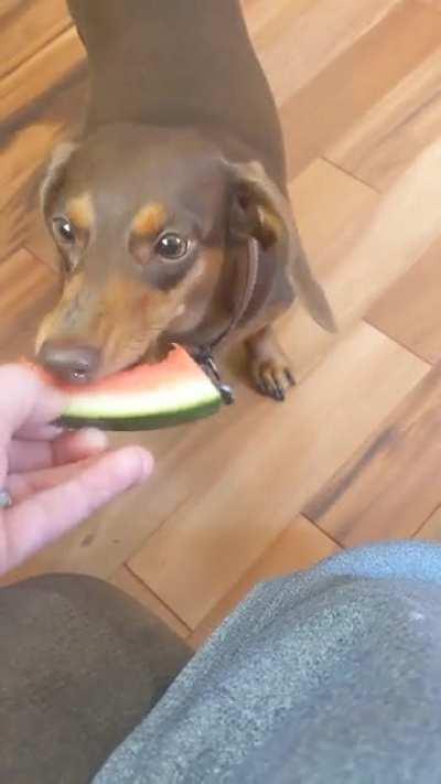 Anyone else's weenie love watermelon?