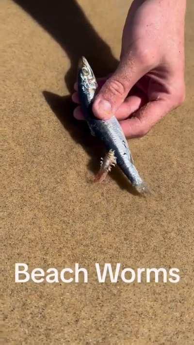 A giant beach worm that you never see...