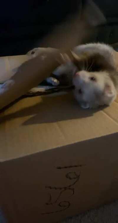 Entertained himself for about 20 mins