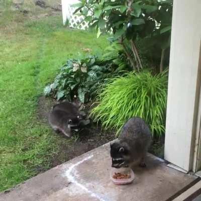 Momma came back this summer with TWINS! Volume up for maximum baby chitters. So adorable!