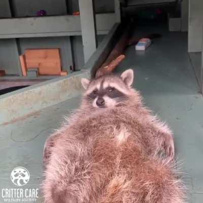 Sunday vibes at Critter Care Wildlife Society in British Columbia