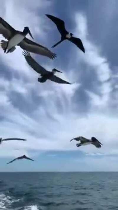 They are beginning to coordinate group attacks through Bluetooth pairing.