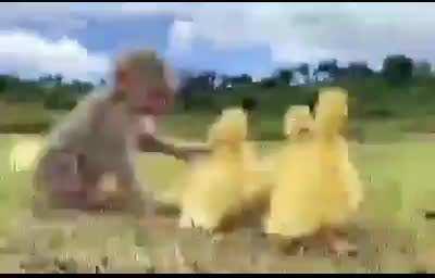 Legend says: Being an Ape will get you the chicks.