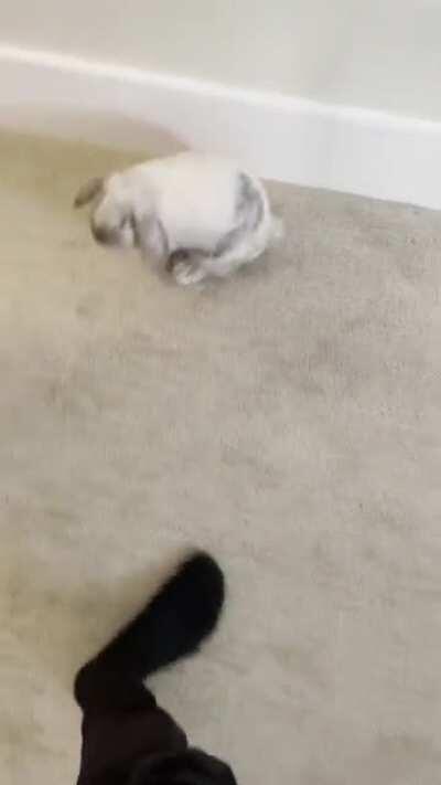 Little sweet holland lop nugget is 4lb at 6months of age. Unlimited hay and pellets. Does is he a healthy weight or is he getting thicc?