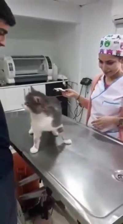 to get a kitty injected