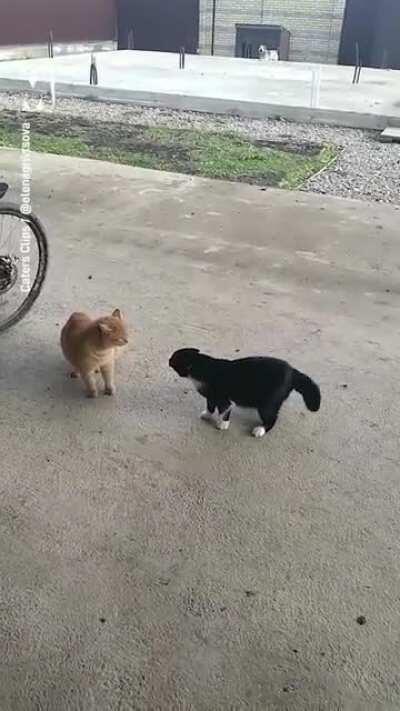 Dog exited over cat fight