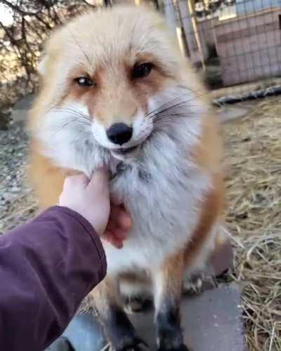 Dixie talks about her day