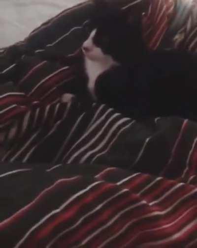 When your kitten thinks he's a dog