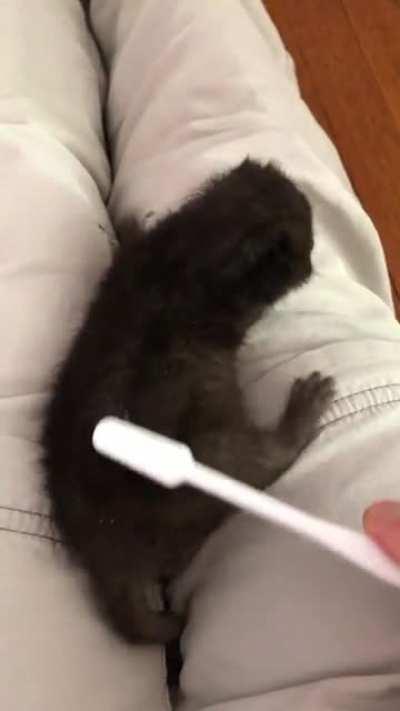 An update to the tiniest murder mittens I’ve ever cared for. 9 days old and growing like a weed.