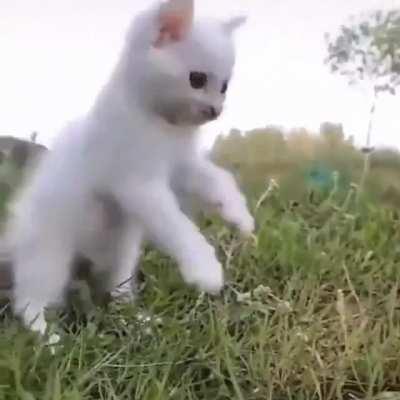 Look out, a ferocious predator!